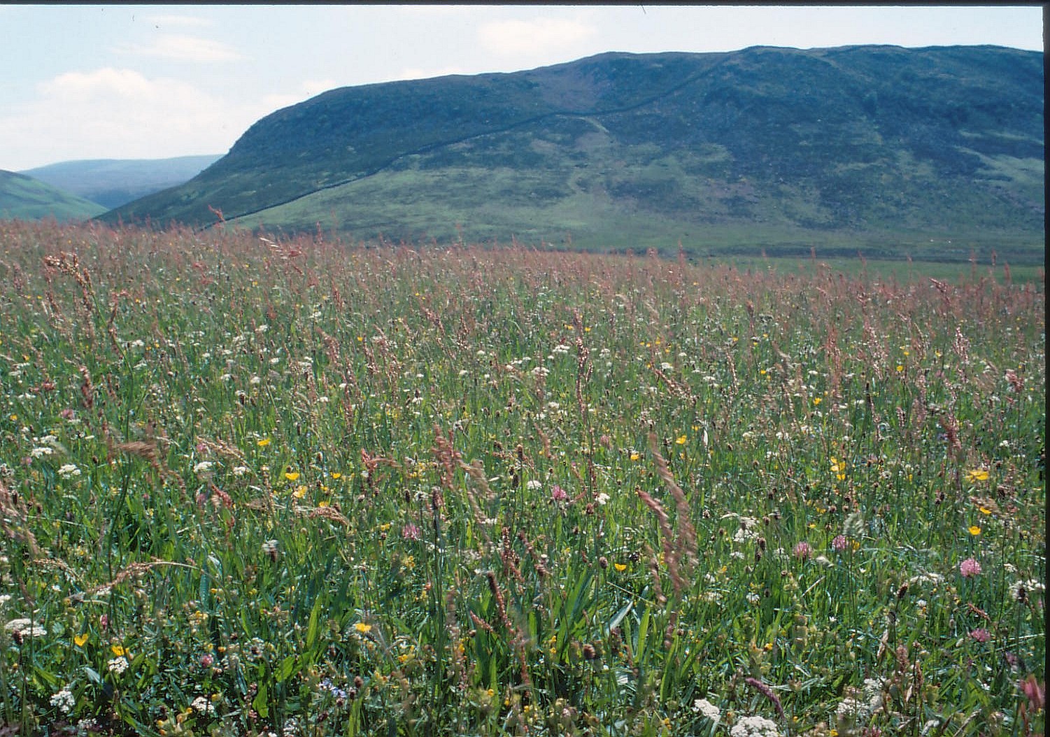 Image of Upper Teesdale hay meadow