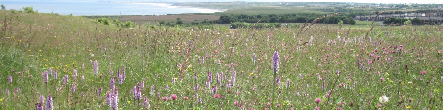 Flower meadow