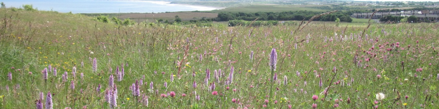 Easington Local Nature Reserve - flower meadow