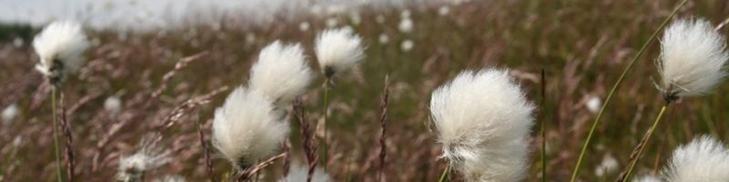 Cotton Grass