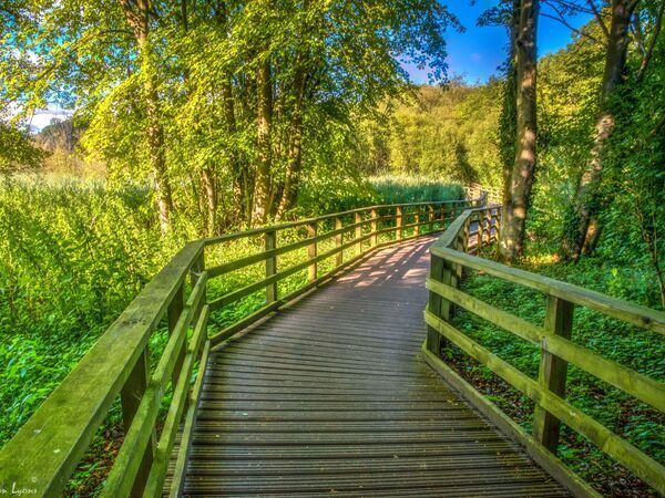 Image of boardwalk going through trees