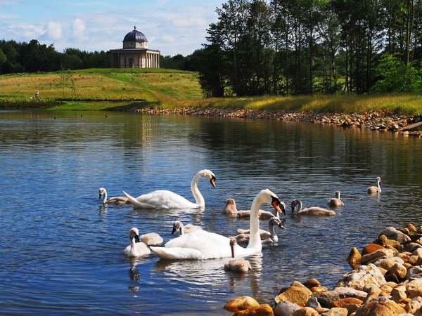 Lake with swans in the foreground and domed structure in the background