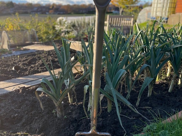 growing leeks